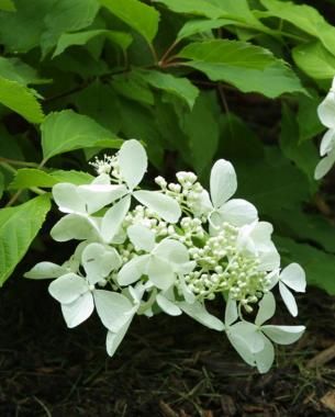 hydrangea macrophylla care instructions